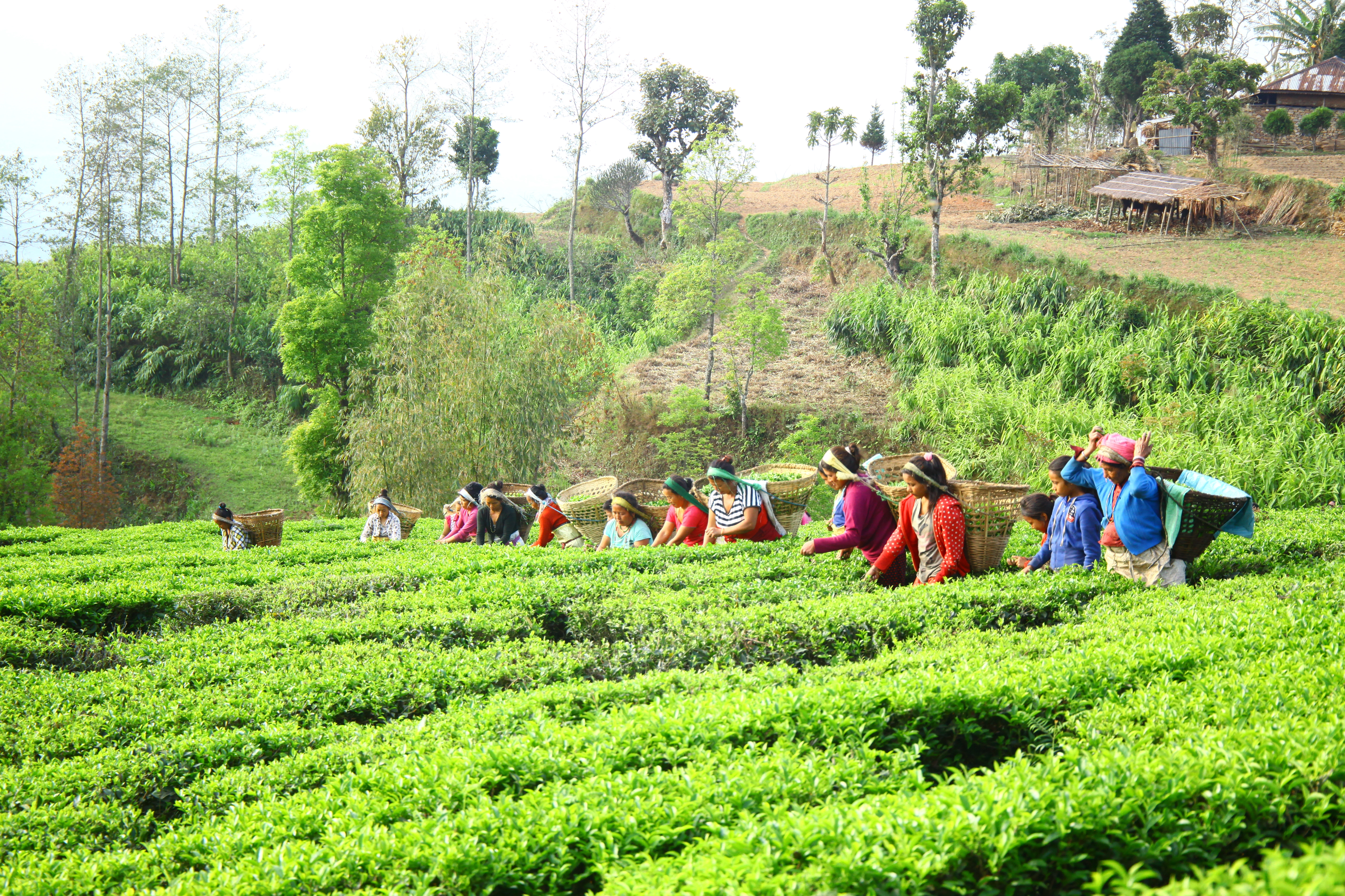 Ilam tea fields in morning mist
