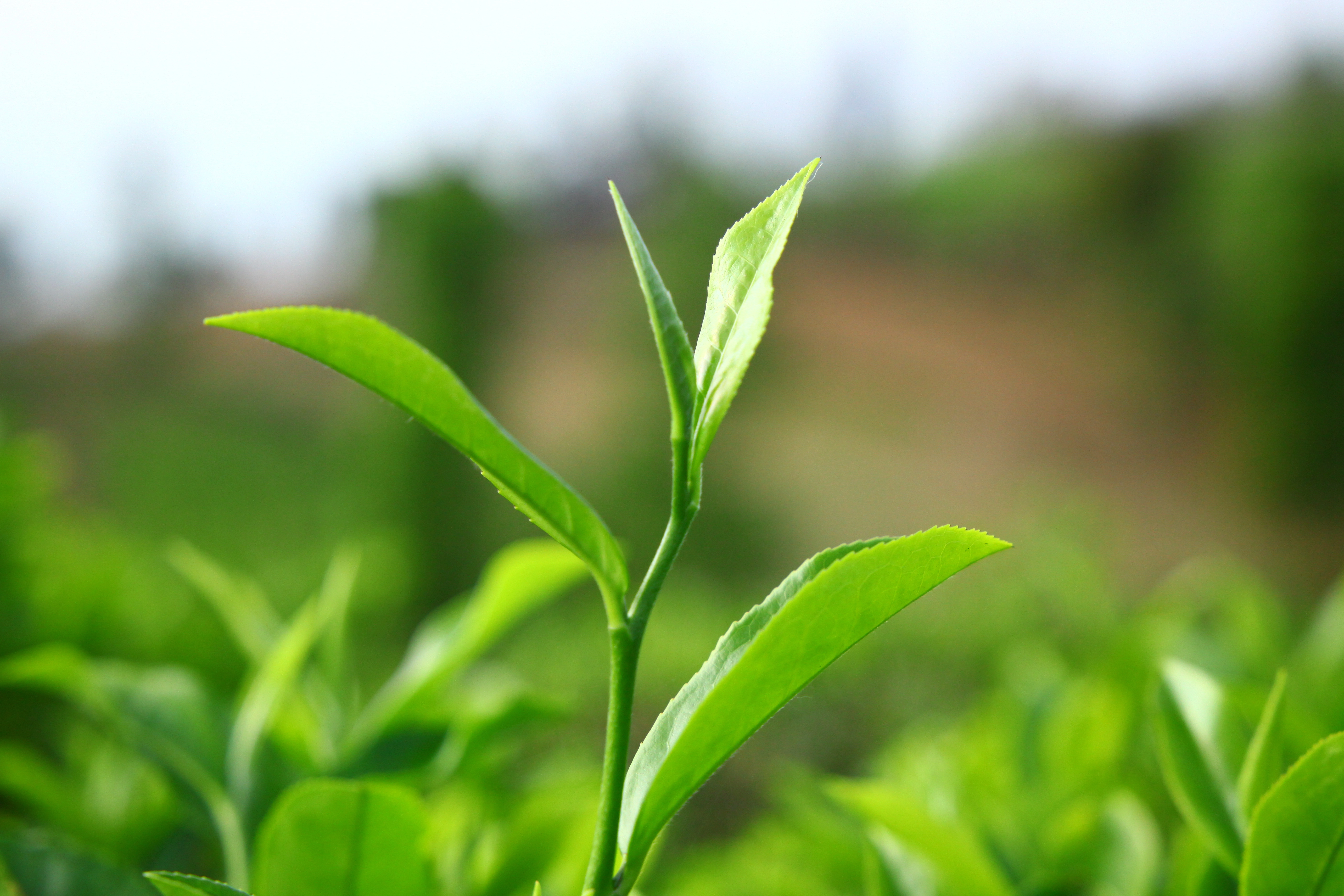 Tea harvest workers in Ilam highlands